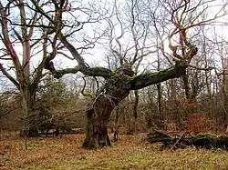 Tolkien escreveu que “ansiava por criar um cenário no qual as árvores pudessem realmente marchar para a guerra”, ao contrário do tratamento “pobre” da história em Macbeth, de Shakespeare.[T 15]