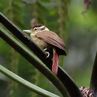 Trepador-coleira em Parque Estadual Intervales, Estado de São Paulo, Brasil