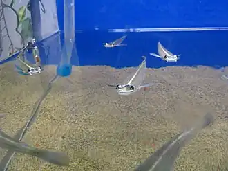 Tralhoto (Anableps anabeleps), um anablepídeo