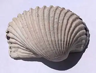 Vista superior de uma valva de Anadara notabilis (Röding, 1798), coletada em Ubatuba, região sudeste do Brasil, em 1995. Ainda é possível verificar partes de seu perióstraco, sobre a concha, nas laterais.