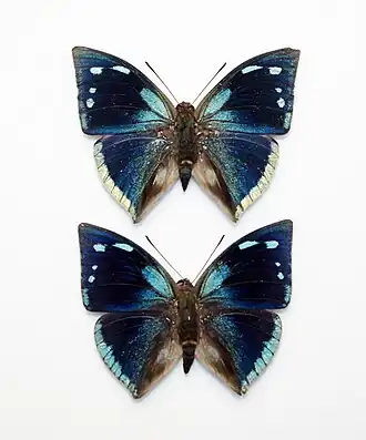 Vista superior de dois machos de Polygrapha xenocrates (ex Anaea xenocrates),[2][4] cujo tipo nomenclatural fora coletado na Bolívia.[4]