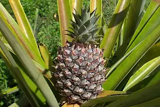 Ananas comosus
