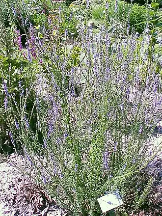 Anarrhinum bellidifolium