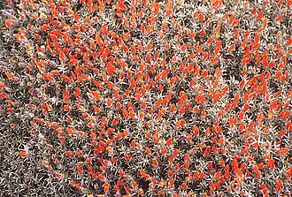 Anarthrophyllum desideratum