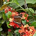 Borboleta da espécie A. fatima se alimentando de Ixora coccinea.