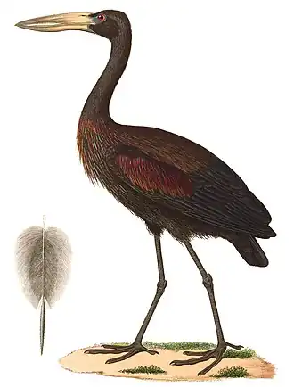 Anastomus lamelligerus, 1838