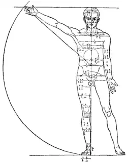Proporções anatômicas e geométricas