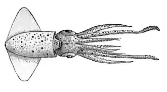 Ancistrocheirus lesueurii