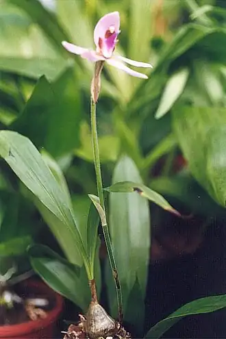 Ancistrochilus rothschildianus