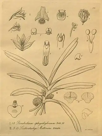 Ancistrorhynchus metteniae (fig. II 9-15) Heinrich Gustav Reichenbach: Xenia Orchidacea