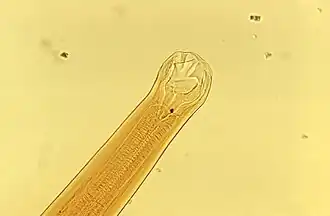 Boca de A. braziliense em destaque.