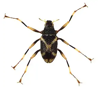 Ancyronix schillhammeri