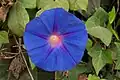 Ipomoea pururea - Andaluzia, Espanha