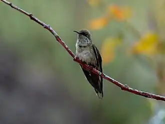 Oreotrochilus estella