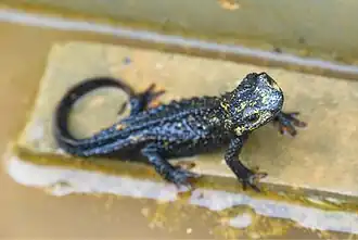 Echinotriton andersoni