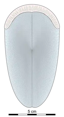 Esboço de Andiva ivantsovi