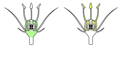 Estames andróforo e monadelfo