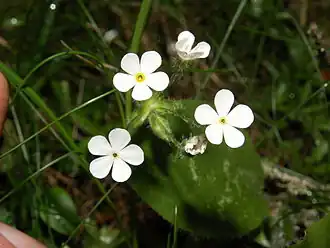 Androsace chamaejasme