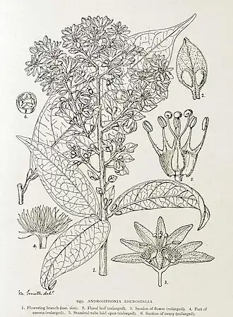 Androsiphonia adenostegia