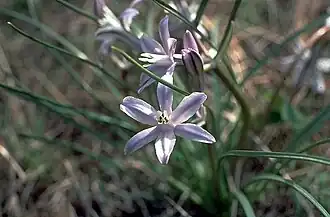 Androstephium coeruleum