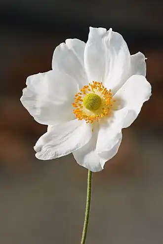 Uma flor da anêmona-do-japão (Anemone hupehensis var. japonica).