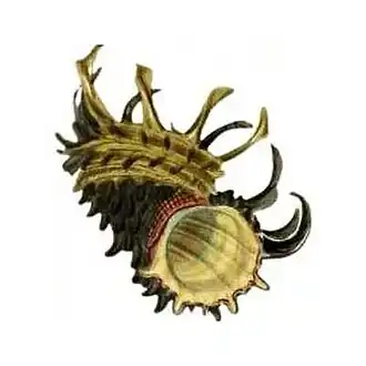 Ilustração proveniente da descrição original de Angaria melanacantha por Lovell Augustus Reeve, publicada em 1842 na obra Conchologia Systematica. Espécie das Filipinas.[2]