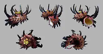 Angaria melanacantha (Reeve, 1842)[1]