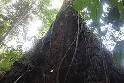 Indivíduo mapeado durante inventário 100%