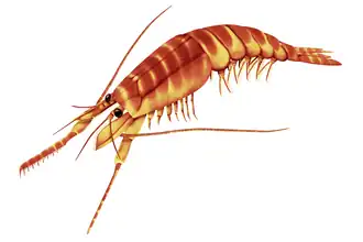 Paleoarte de A. seriatus