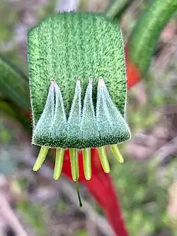 Estrutura da planta da qual deriva seu nome comum - "pata de canguru" (Anigozanthos manglesii).