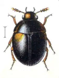 Anisotoma humeralis