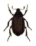 Anomala dubia