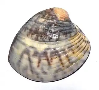 Uma valva da concha de A. flexuosa, uma espécie com variação coloração que pode incluir indivíduos sem ornamentação de desenhos ou manchas; coletada na praia de Atalaia Velha, Sergipe, região nordeste do Brasil, sem o animal.