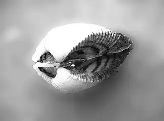 Vista de um indivíduo completo da espécie A. flexuosa, mostrando a ornamentação rajada de linhas curtas e densas, em zigue-zague, e o relevo lateral de sua concha; fotografado em Arraial do Cabo, Rio de Janeiro, região sudeste do Brasil.