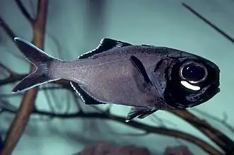 Anomalops katoptron (Anomalopidae)