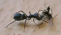 Mímica agressiva com modelo/presa: aranha Myrmarachne comendo uma formiga.