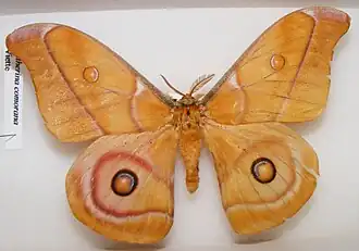 Antherina comorana