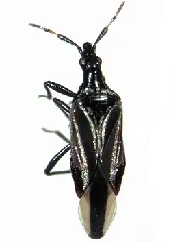Anthocoris austropiceus