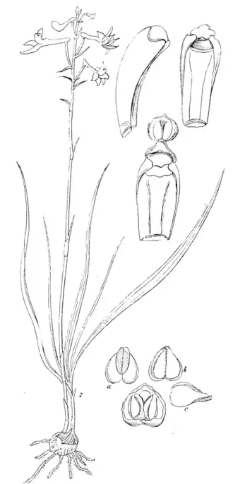 Anthogonium gracile Desenho a: W. Griffith & J. McClelland: Icones Plantarum Asiaticarum