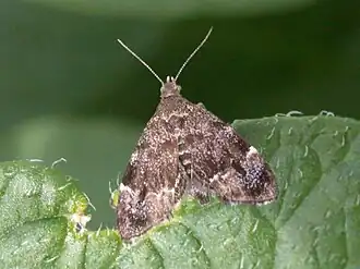 Anthophila fabriciana