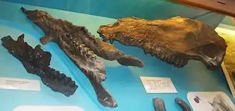 Crânio e maxilares de Anthracotherium gastaldii