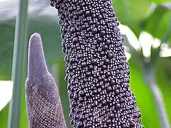 Inflorescência de Anthurium digitatum