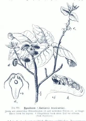 Antiaris toxicaria