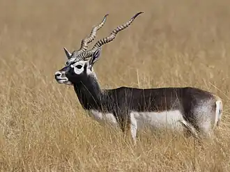 Antílope-negro (Antilope cervicapra) no Parque Nacional Blackbuck, em Gujarat, na Índia