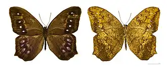 Vista superior e inferior de A. ornata, espécie das Guianas.