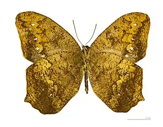 Vista inferior de A. ornata