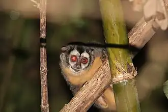 Macaco-da-noite (Aotus azarae).