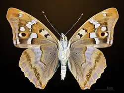 ♂ △ Apatura ilia
