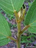 Penugem, estípulas, folhas em face posterior e gema de A. tibourbou Aubl..