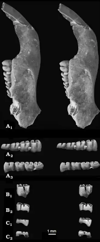 Mandíbula e dentes de Apeomyoides savagei, em estereopares. A, mandíbula inferior do holótipo (A1: vista labial da mandíbula, A2: vista labial dos dentes da bochecha, A3: vista lingual dos dentes da bochecha). B, primeiro ou segundo molar superior esquerdo (B1: vista labial, B2: vista lingual). C, quarto pré-molar superior decíduo esquerdo (C1: vista labial, C2: vista lingual).